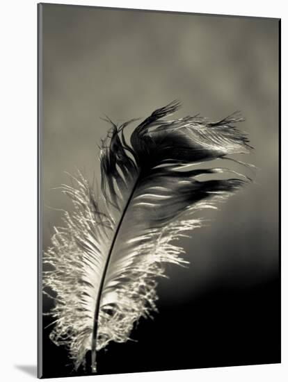 Feather-David Ridley-Mounted Photographic Print