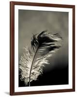 Feather-David Ridley-Framed Photographic Print