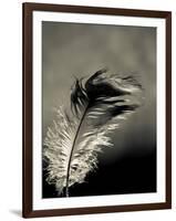 Feather-David Ridley-Framed Photographic Print