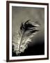 Feather-David Ridley-Framed Photographic Print