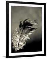 Feather-David Ridley-Framed Photographic Print