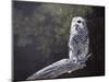 Feathered Alarm Clock-Rusty Frentner-Mounted Giclee Print