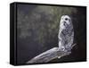 Feathered Alarm Clock-Rusty Frentner-Framed Stretched Canvas