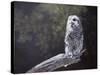 Feathered Alarm Clock-Rusty Frentner-Stretched Canvas