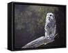 Feathered Alarm Clock-Rusty Frentner-Framed Stretched Canvas