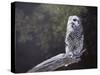 Feathered Alarm Clock-Rusty Frentner-Stretched Canvas