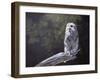 Feathered Alarm Clock-Rusty Frentner-Framed Giclee Print