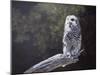 Feathered Alarm Clock-Rusty Frentner-Mounted Giclee Print