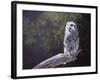 Feathered Alarm Clock-Rusty Frentner-Framed Giclee Print