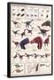 Feathered Dinosaurs Educational Science Chart Poster-null-Framed Poster