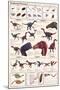 Feathered Dinosaurs Educational Science Chart Poster-null-Mounted Poster