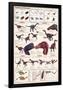 Feathered Dinosaurs Educational Science Chart Poster-null-Framed Poster