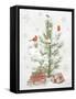 Feathered Festivities VI-Leslie Trimbach-Framed Stretched Canvas