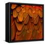 Feathered Friend - Burnt Orang-Julia Bosco-Framed Stretched Canvas