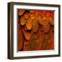 Feathered Friend - Burnt Orang-Julia Bosco-Framed Art Print