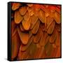Feathered Friend - Burnt Orang-Julia Bosco-Framed Stretched Canvas