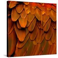 Feathered Friend - Burnt Orang-Julia Bosco-Stretched Canvas