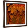 Feathered Friend - Burnt Orang-Julia Bosco-Framed Art Print