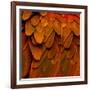 Feathered Friend - Burnt Orang-Julia Bosco-Framed Art Print