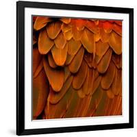 Feathered Friend - Burnt Orang-Julia Bosco-Framed Art Print