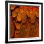 Feathered Friend - Burnt Orang-Julia Bosco-Framed Art Print