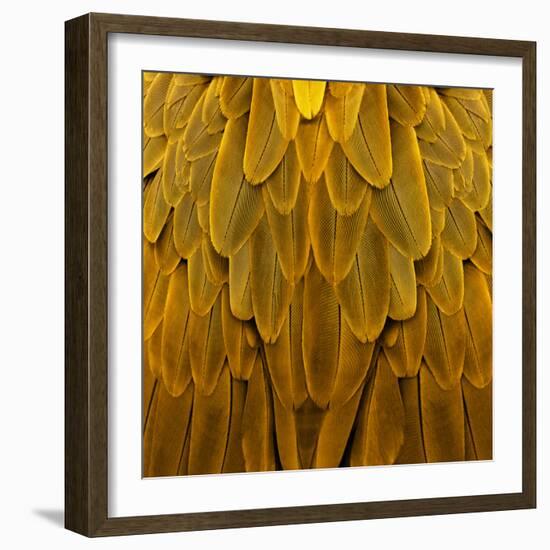 Feathered Friend - Golden-Julia Bosco-Framed Art Print