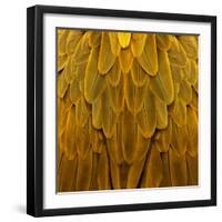 Feathered Friend - Golden-Julia Bosco-Framed Art Print