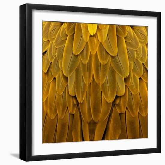 Feathered Friend - Golden-Julia Bosco-Framed Art Print