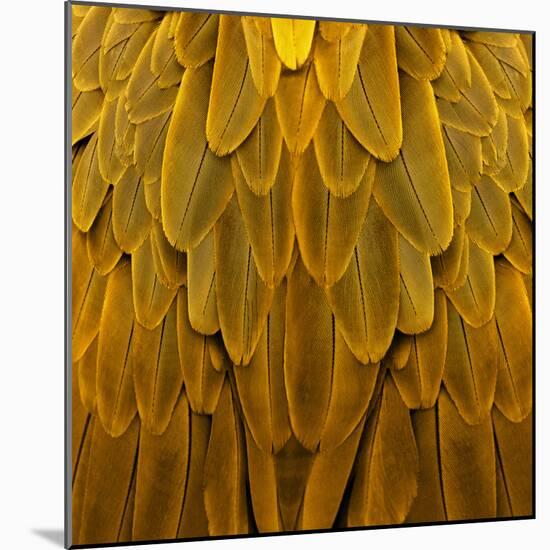 Feathered Friend - Golden-Julia Bosco-Mounted Art Print