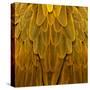 Feathered Friend - Golden-Julia Bosco-Stretched Canvas