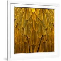 Feathered Friend - Golden-Julia Bosco-Framed Art Print