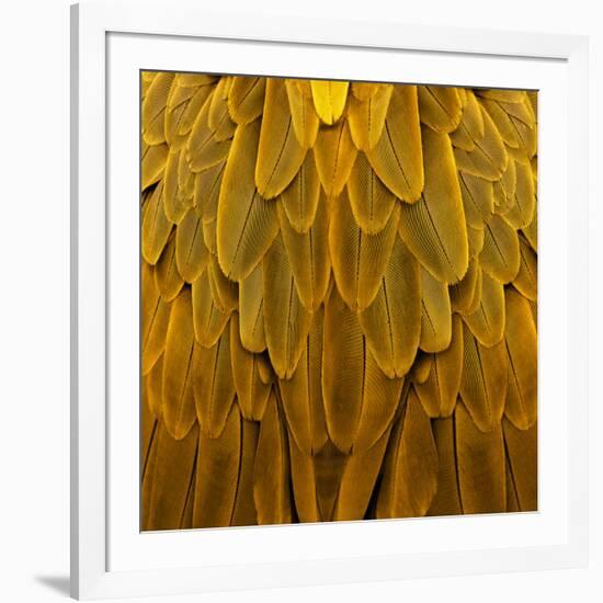 Feathered Friend - Golden-Julia Bosco-Framed Art Print