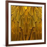 Feathered Friend - Golden-Julia Bosco-Framed Art Print