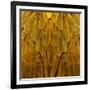 Feathered Friend - Golden-Julia Bosco-Framed Art Print