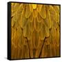 Feathered Friend - Golden-Julia Bosco-Framed Stretched Canvas