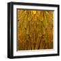 Feathered Friend - Golden-Julia Bosco-Framed Art Print