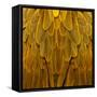 Feathered Friend - Golden-Julia Bosco-Framed Stretched Canvas