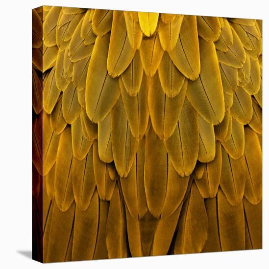Feathered Friend - Golden-Julia Bosco-Stretched Canvas