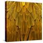 Feathered Friend - Golden-Julia Bosco-Stretched Canvas