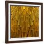 Feathered Friend - Golden-Julia Bosco-Framed Art Print