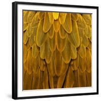 Feathered Friend - Golden-Julia Bosco-Framed Art Print