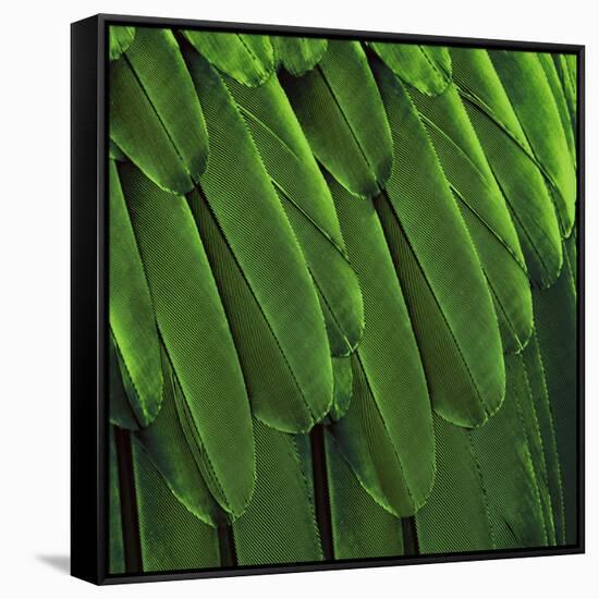 Feathered Friend - Green-Julia Bosco-Framed Stretched Canvas
