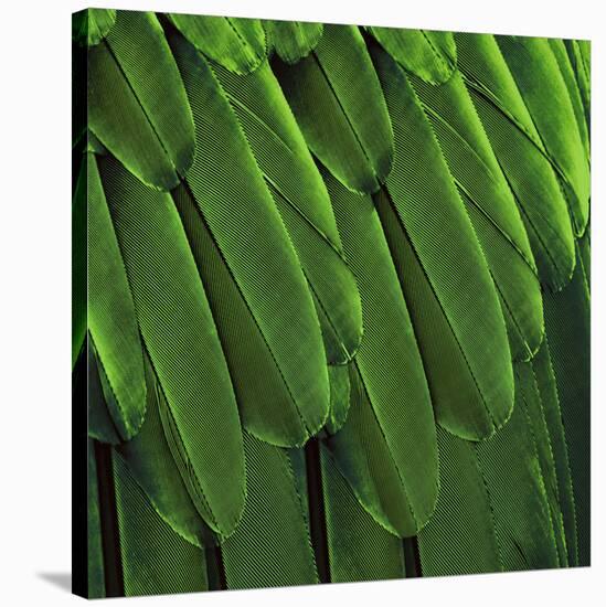 Feathered Friend - Green-Julia Bosco-Stretched Canvas