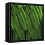 Feathered Friend - Green-Julia Bosco-Framed Stretched Canvas