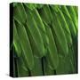 Feathered Friend - Green-Julia Bosco-Stretched Canvas