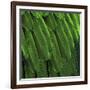 Feathered Friend - Green-Julia Bosco-Framed Art Print