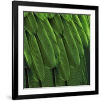 Feathered Friend - Green-Julia Bosco-Framed Art Print