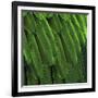 Feathered Friend - Green-Julia Bosco-Framed Art Print