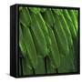 Feathered Friend - Green-Julia Bosco-Framed Stretched Canvas