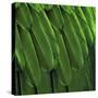 Feathered Friend - Green-Julia Bosco-Stretched Canvas